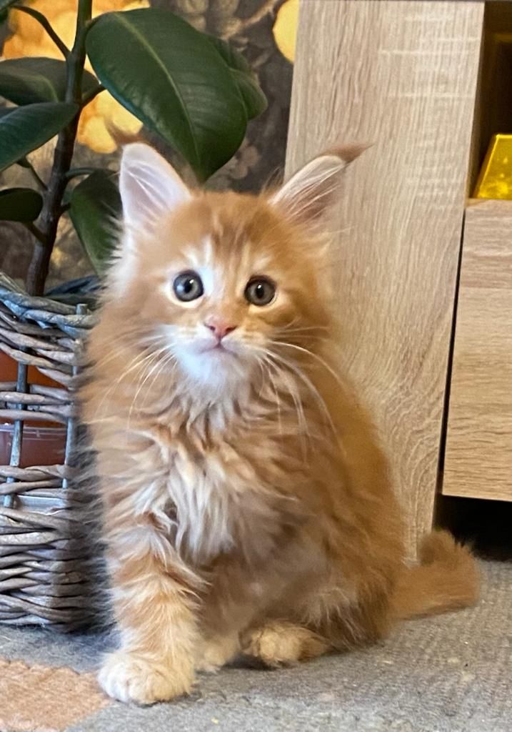 Main Coon Kitten Reinrassig
