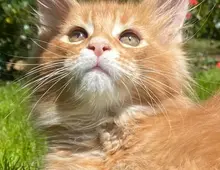 Main Coon Kitten Reinrassig