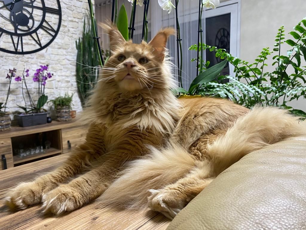 Main Coon Kitten Reinrassig