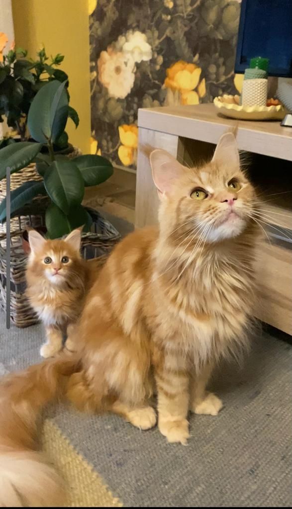 Main Coon Kitten Reinrassig