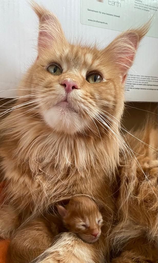 Main Coon Kitten Reinrassig