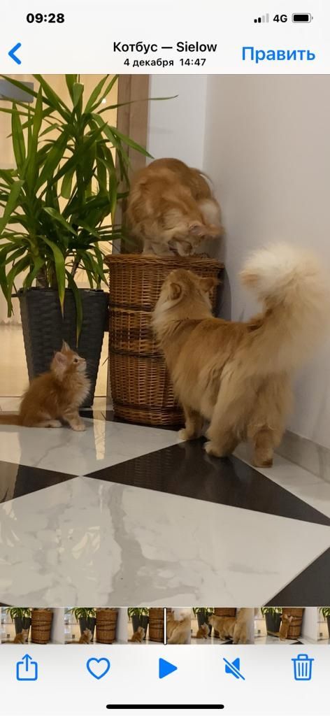 Main Coon Kitten Reinrassig