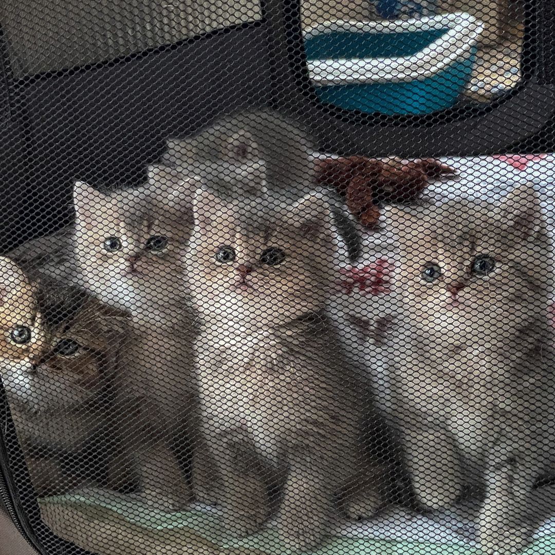 BKH Kitten Abgabebereit!!