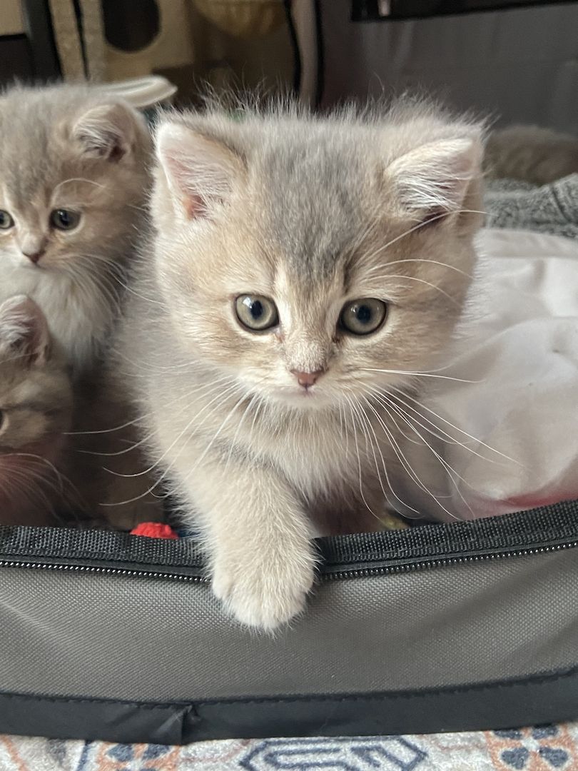 BKH Kitten Abgabebereit!!