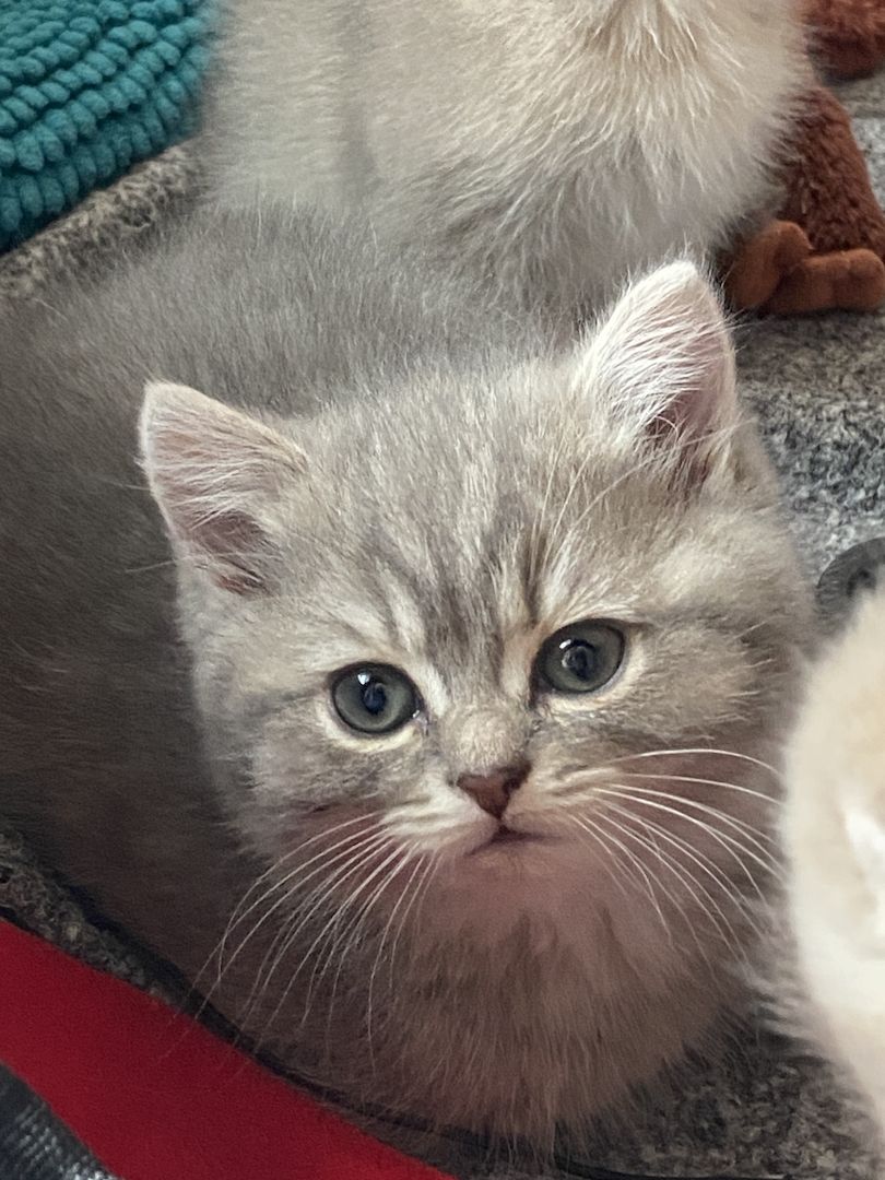 BKH Kitten Abgabebereit!!