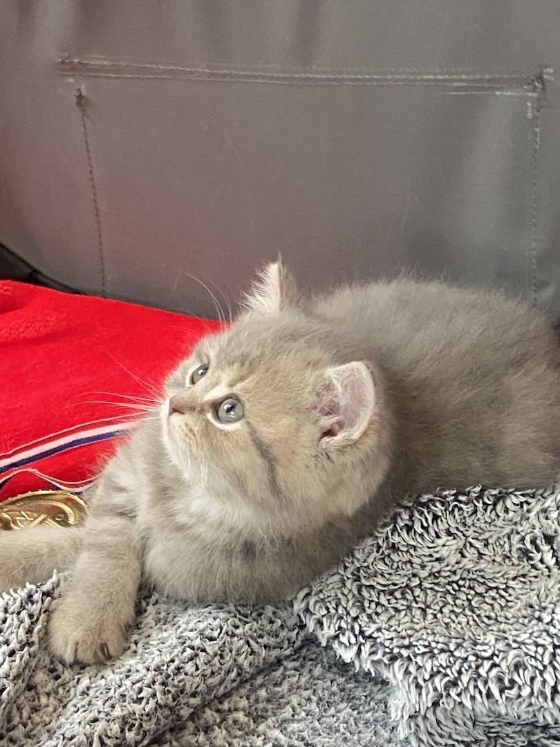 BKH Kitten Abgabebereit!!