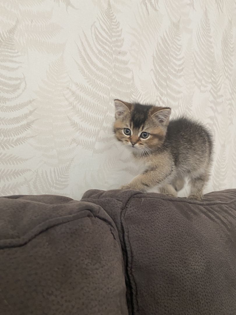 BKH Kitten Abgabebereit!!