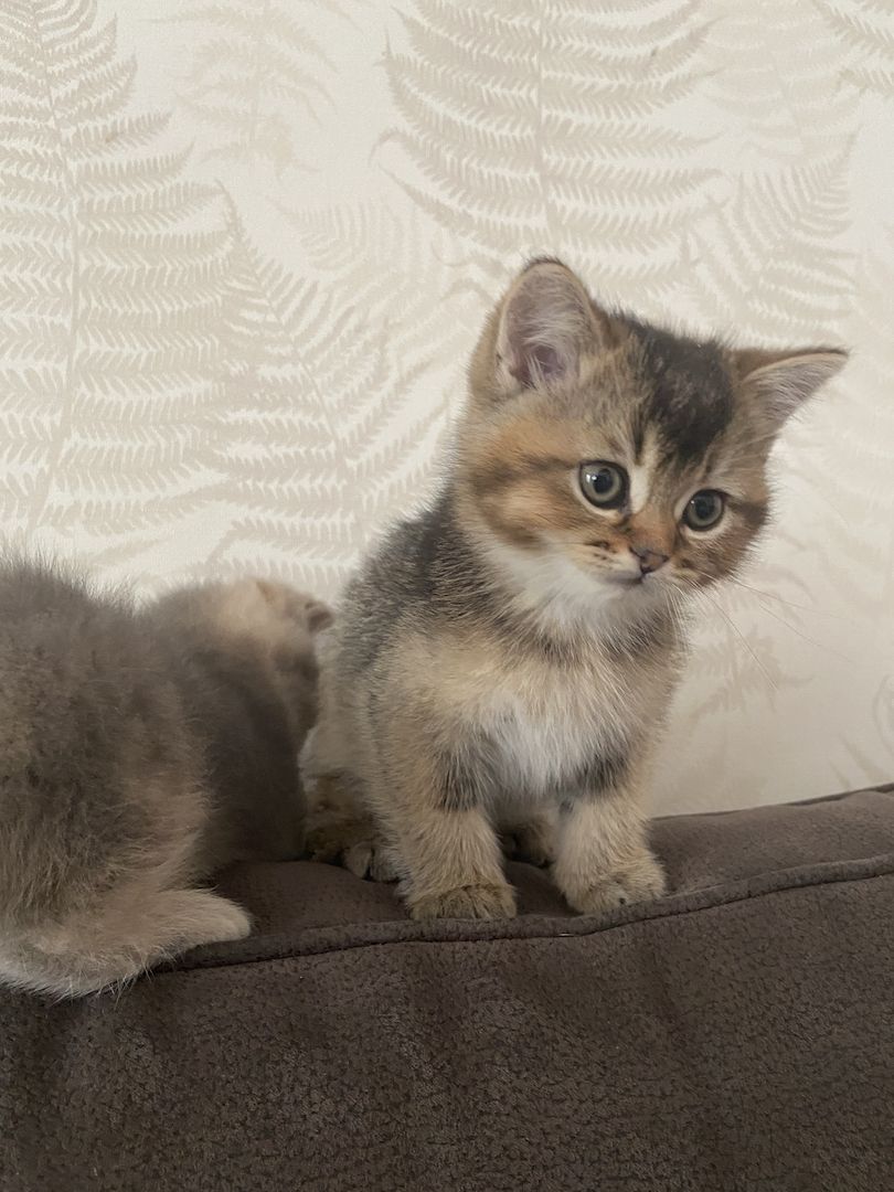 BKH Kitten Abgabebereit!!