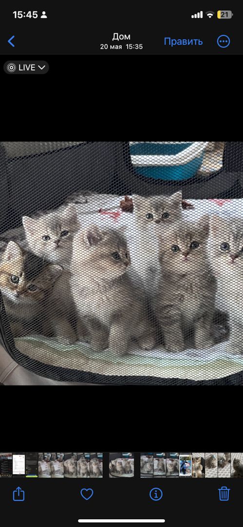 BKH Kitten Abgabebereit!!