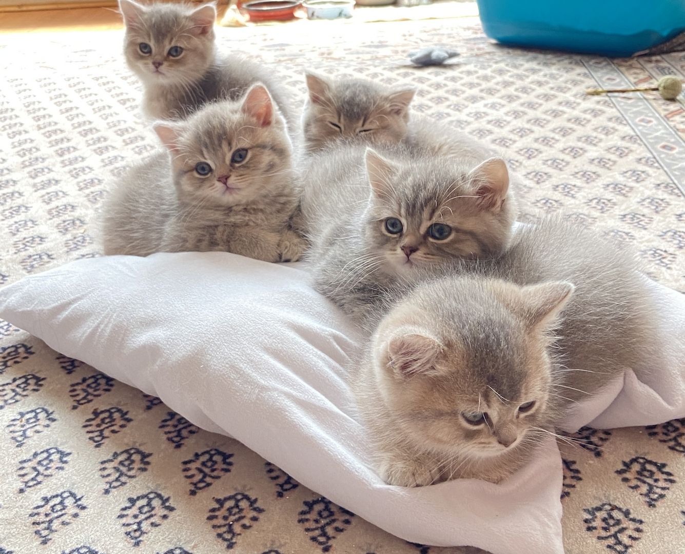 BKH Kitten Abgabebereit!!