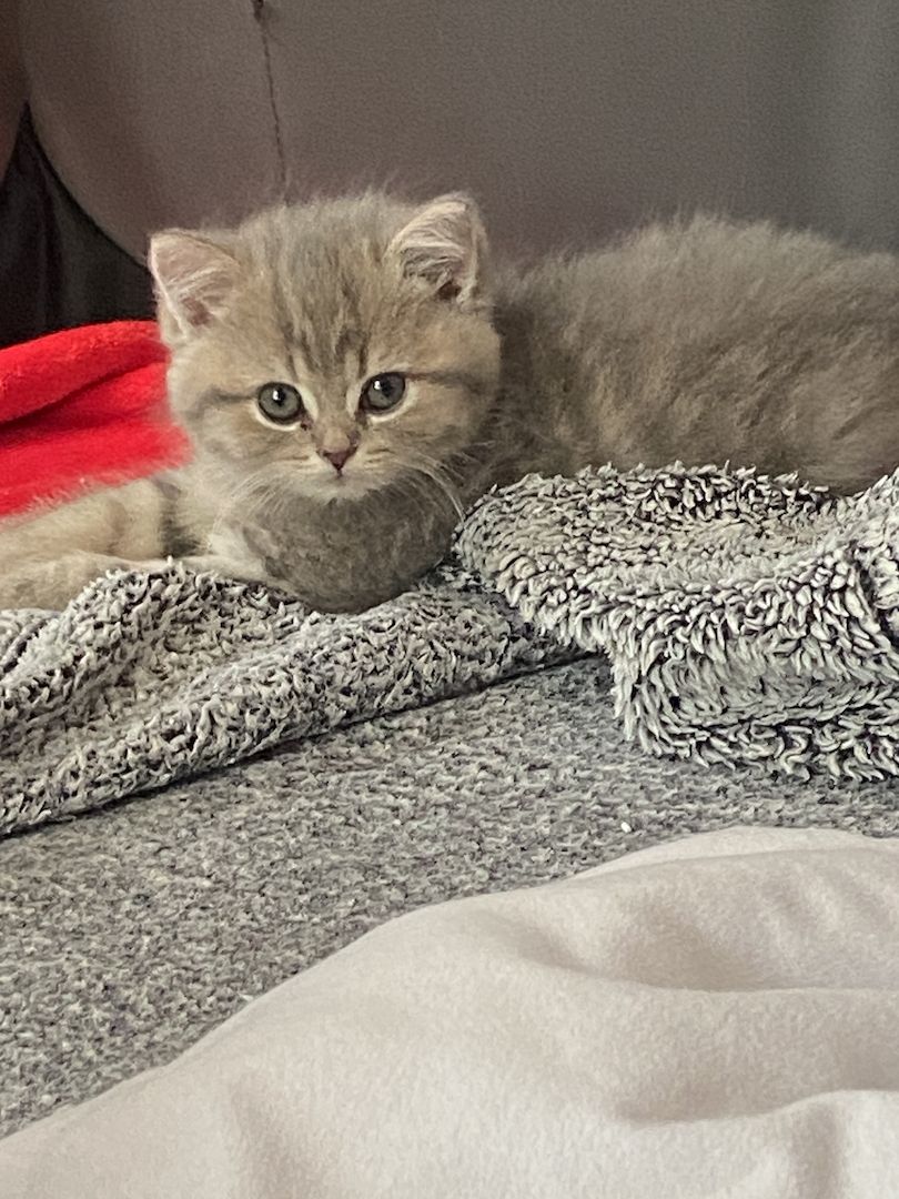 BKH Kitten Abgabebereit!!