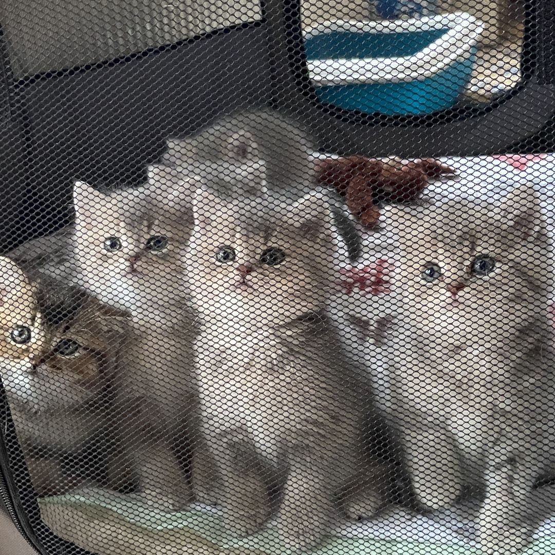 BKH Kitten Abgabebereit!!