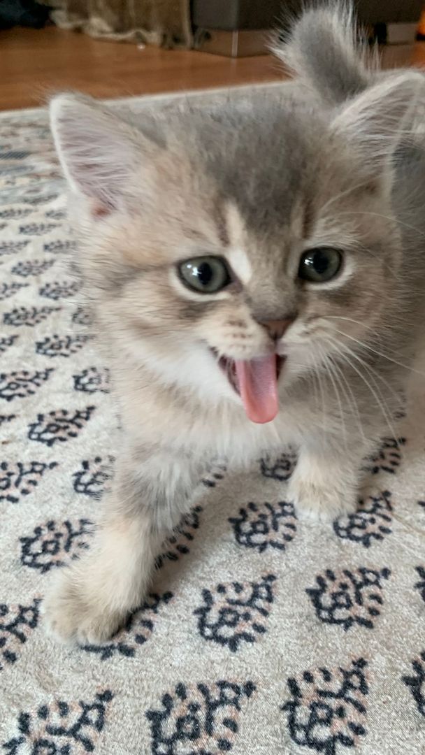 BKH Kitten Abgabebereit!!