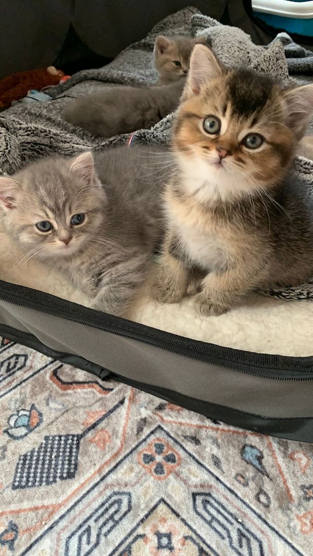 BKH Kitten Abgabebereit!!