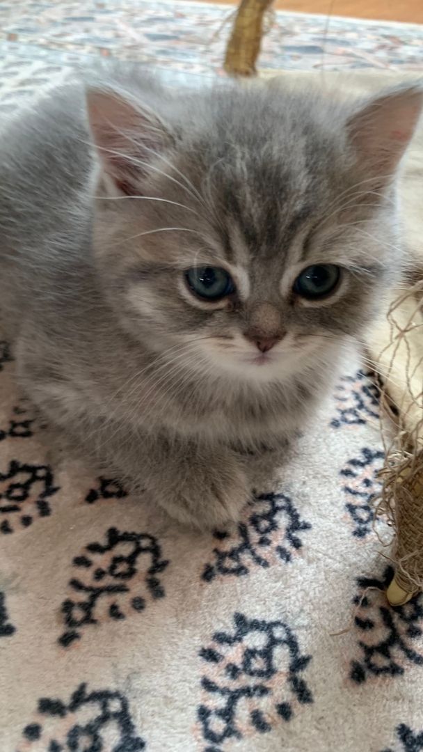 BKH Kitten Abgabebereit!!