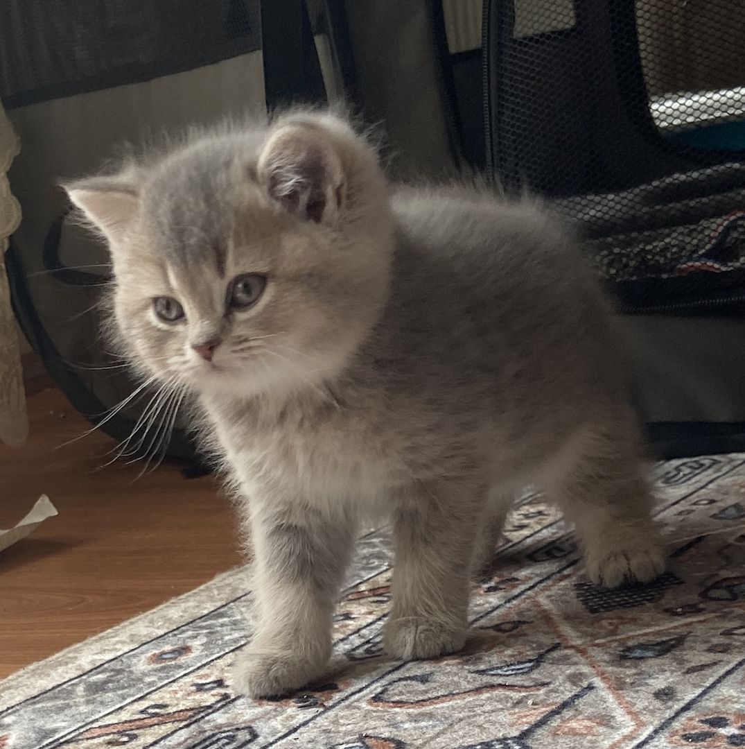 BKH Kitten Abgabebereit!!