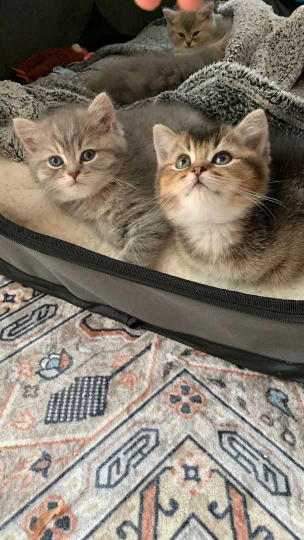 BKH Kitten Abgabebereit!!