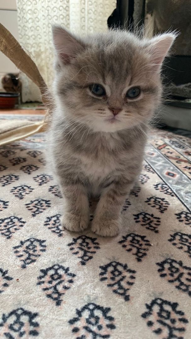 BKH Kitten Abgabebereit!!