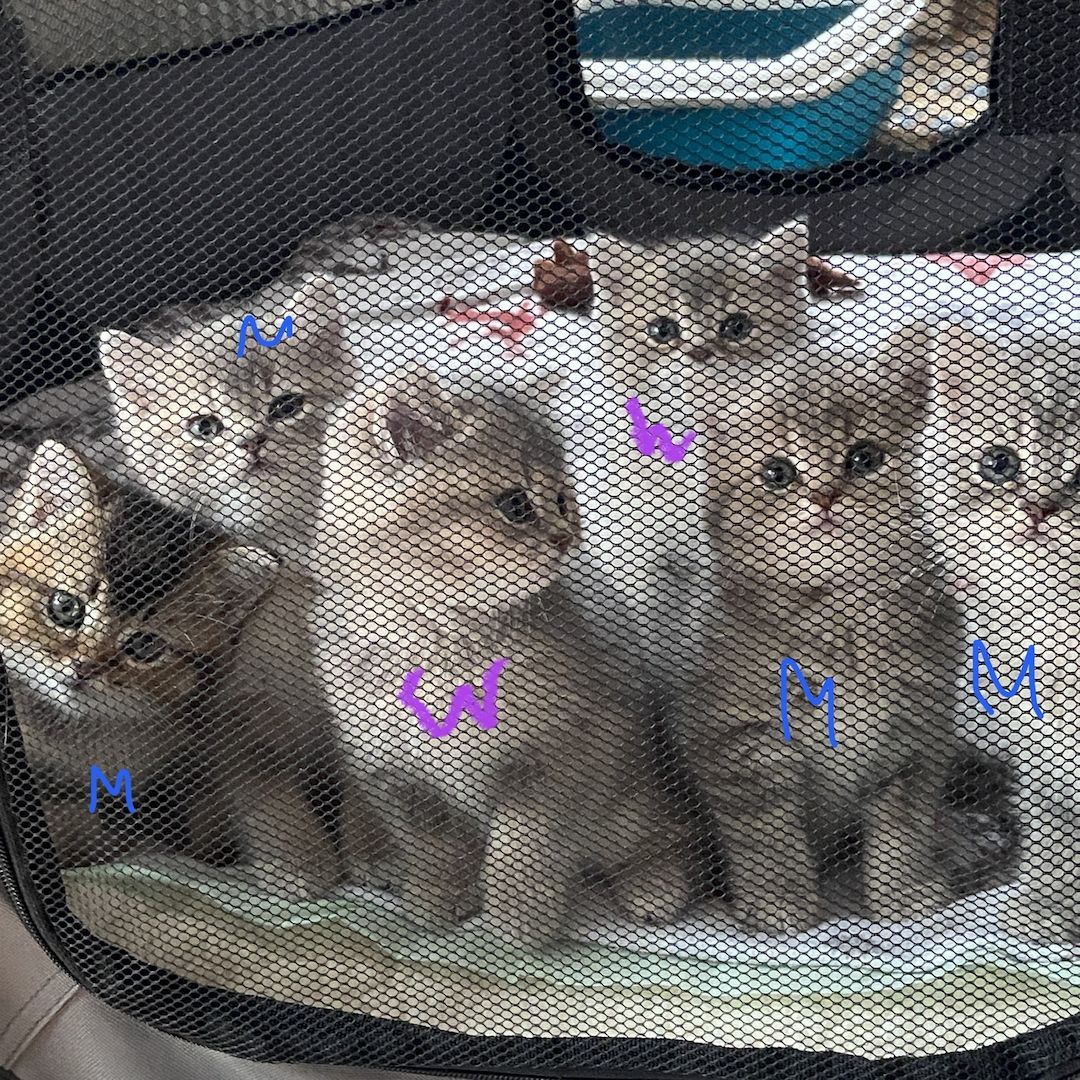 BKH Kitten Abgabebereit!!