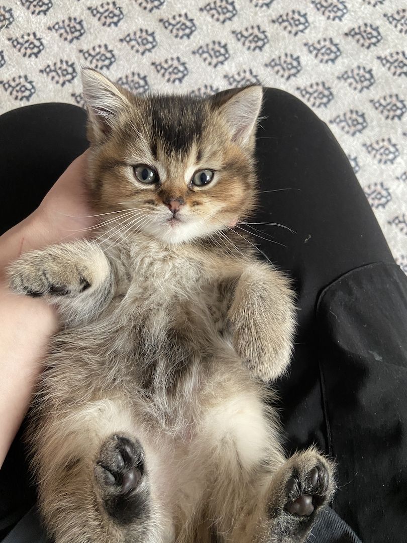 BKH Kitten Abgabebereit!!