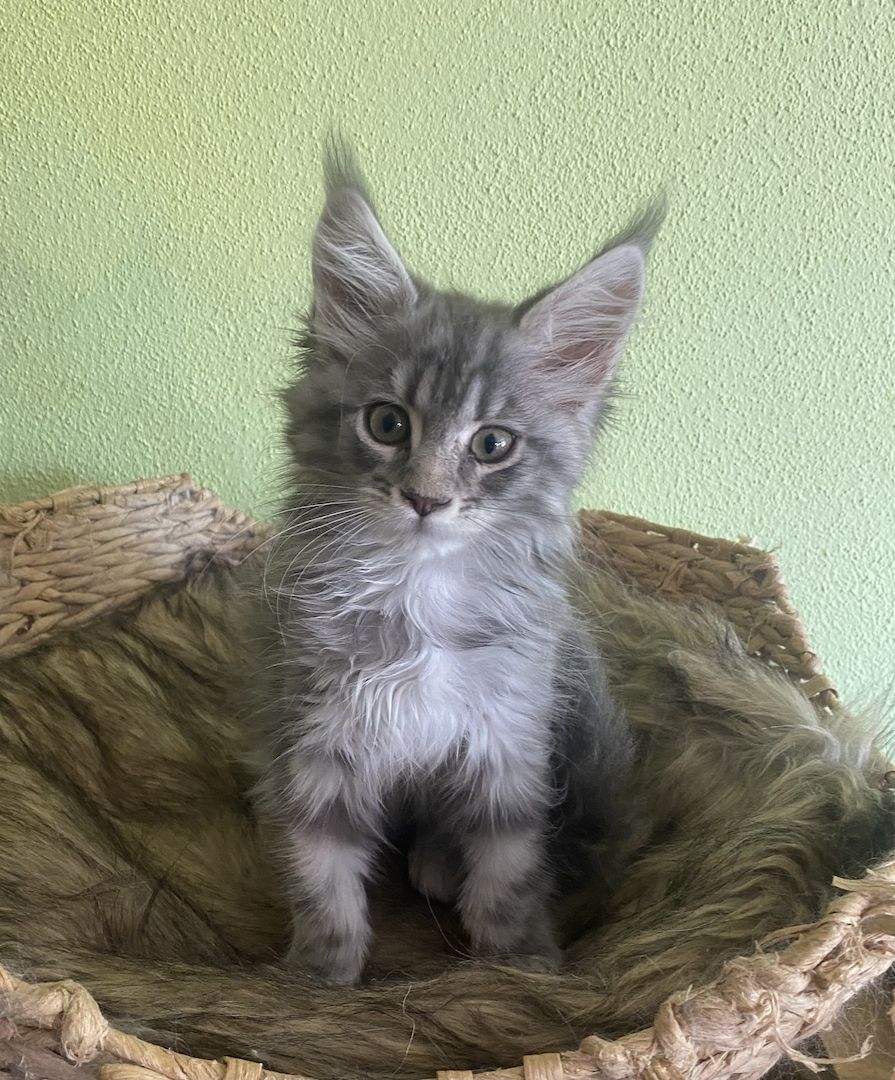 Maine Coon Kitten mit Stammbaum