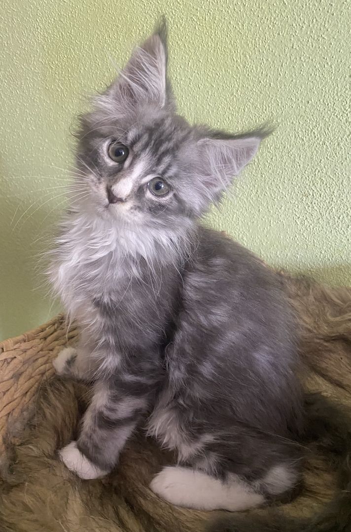 Maine Coon Kitten mit Stammbaum