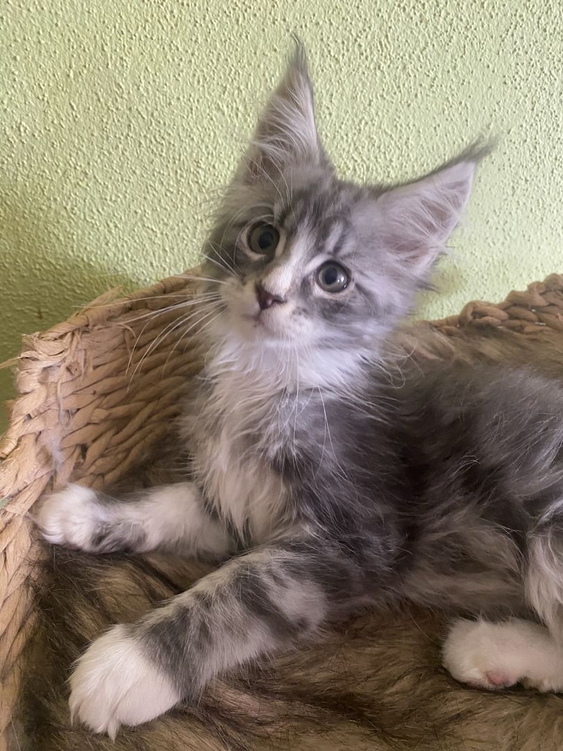 Maine Coon Kitten mit Stammbaum