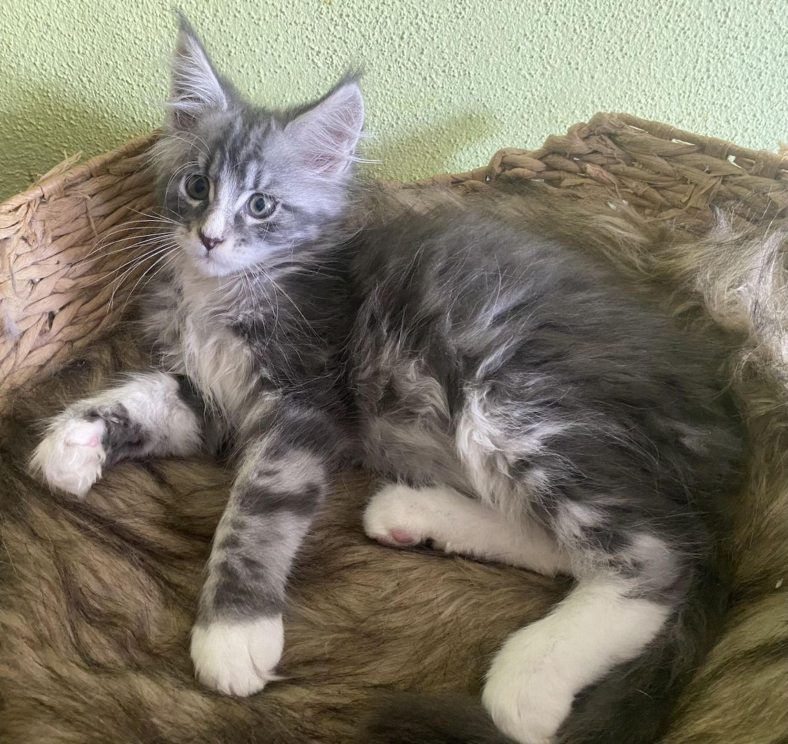 Maine Coon Kitten mit Stammbaum