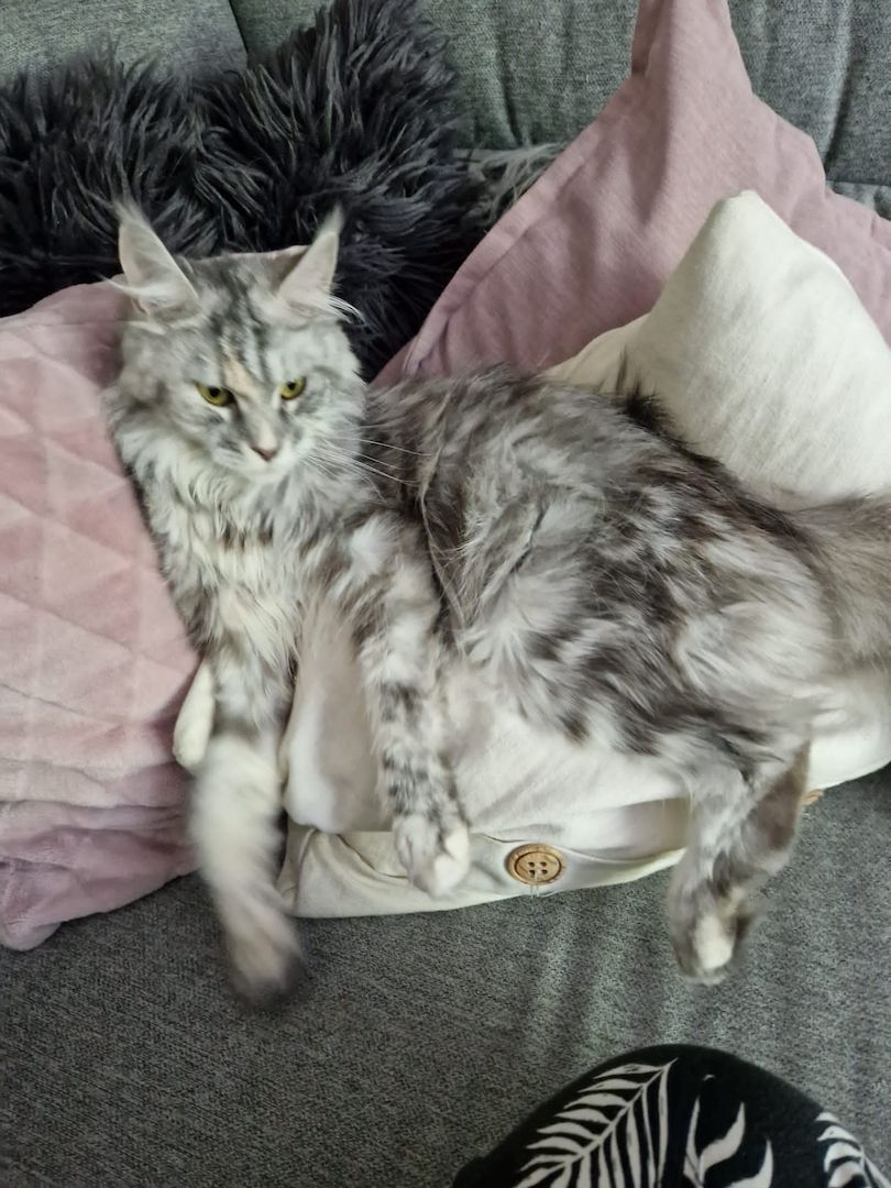 Maine Coon Kitten mit Stammbaum