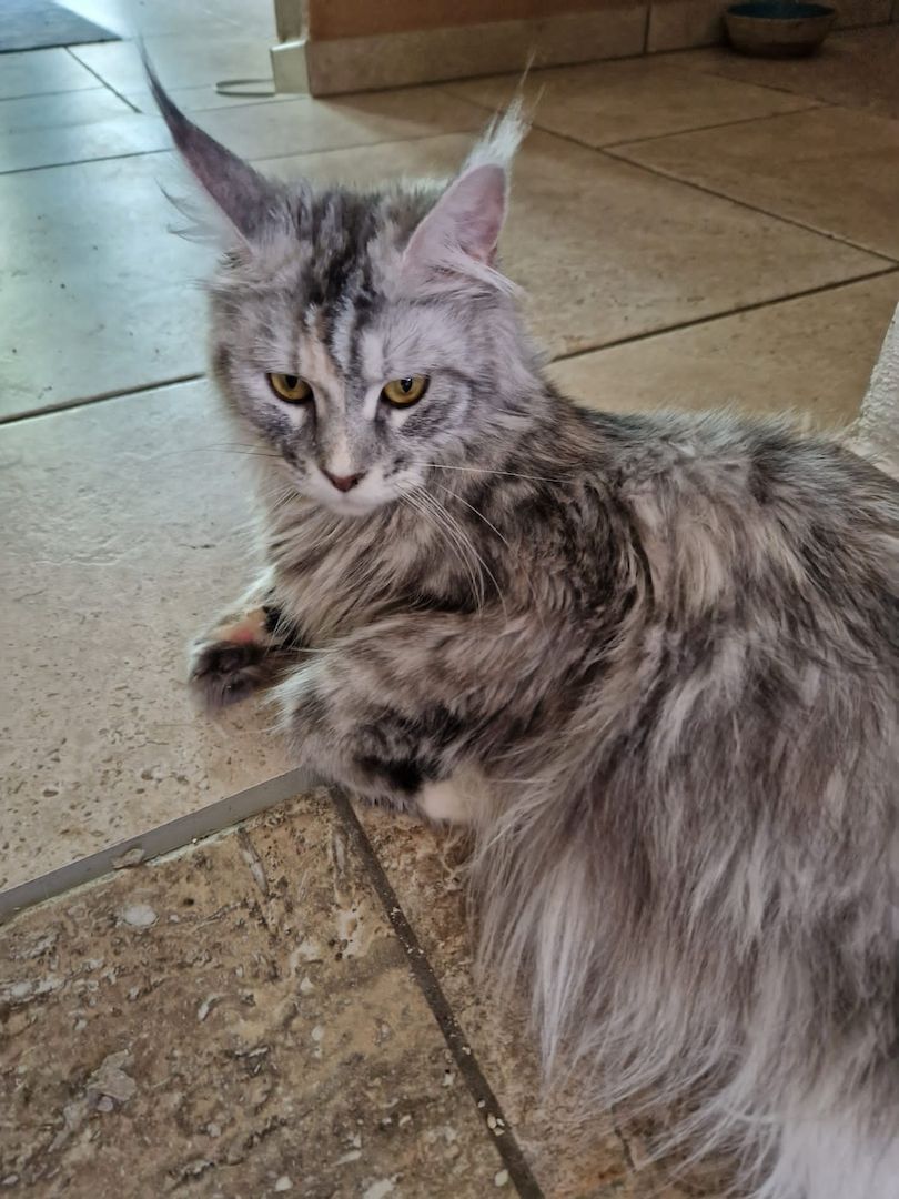 Maine Coon Kitten mit Stammbaum