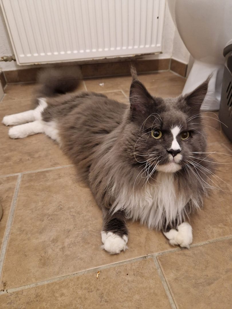 Maine Coon Kitten mit Stammbaum