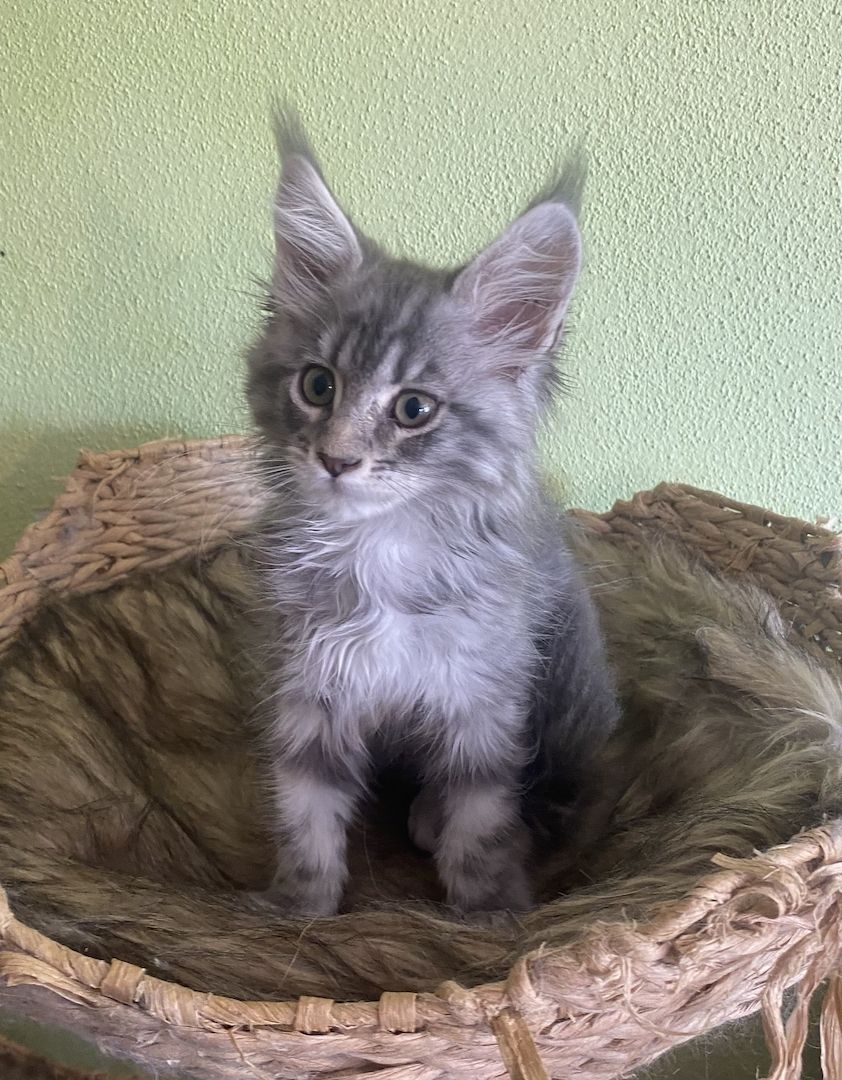 Maine Coon Kitten mit Stammbaum