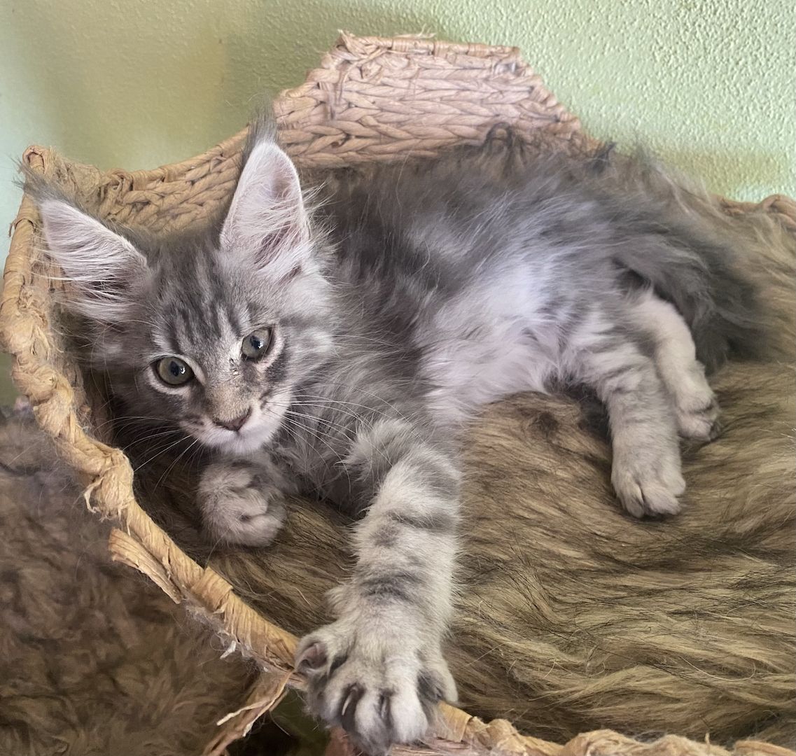 Maine Coon Kitten mit Stammbaum