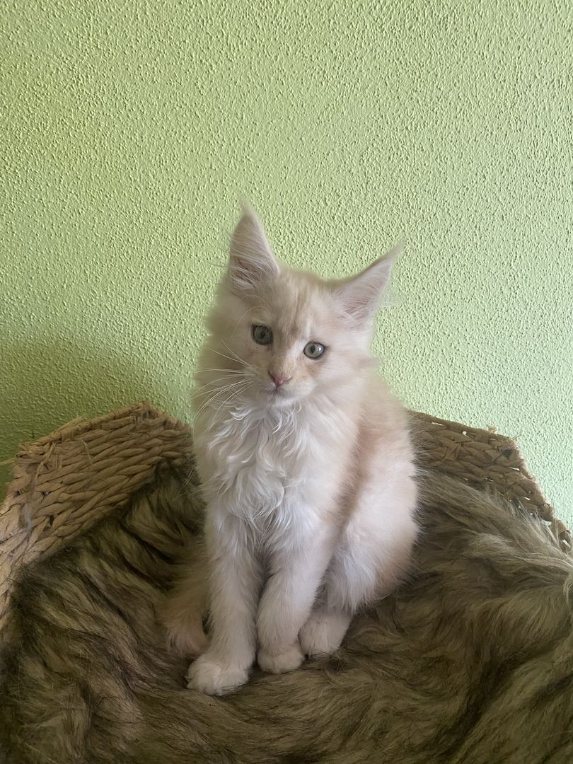 Maine Coon Kitten mit Stammbaum