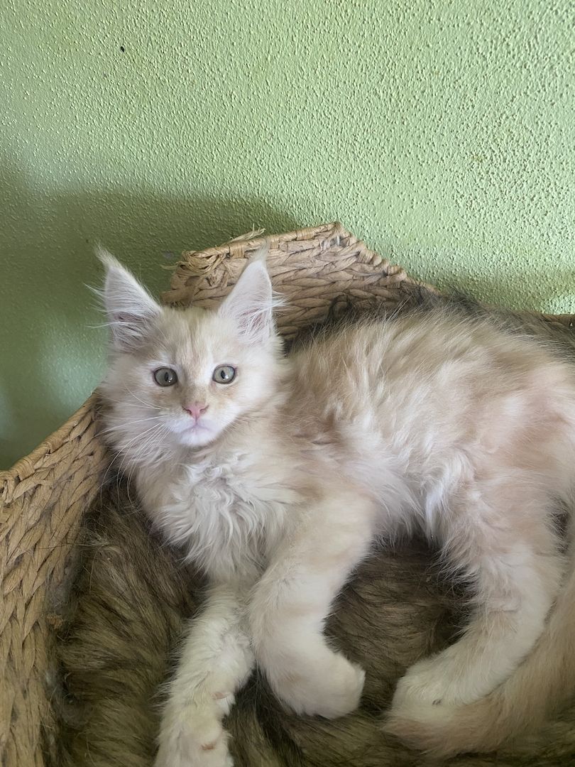Maine Coon Kitten mit Stammbaum