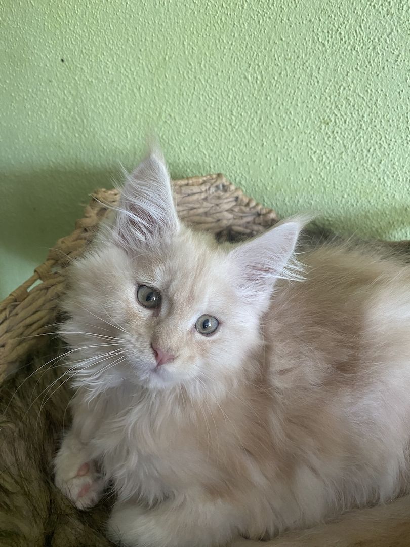 Maine Coon Kitten mit Stammbaum