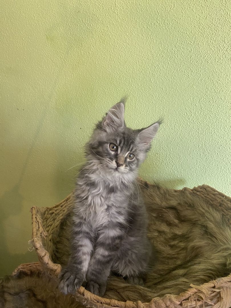 Maine Coon Kitten mit Stammbaum