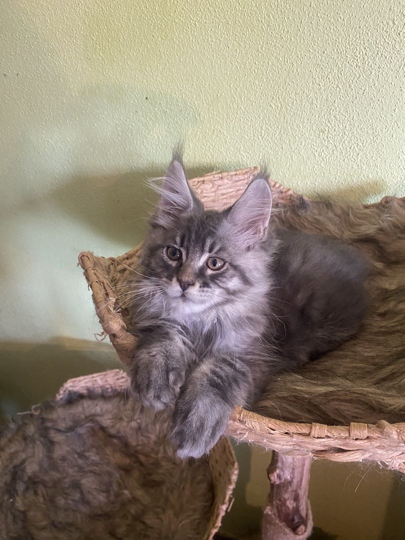 Maine Coon Kitten mit Stammbaum