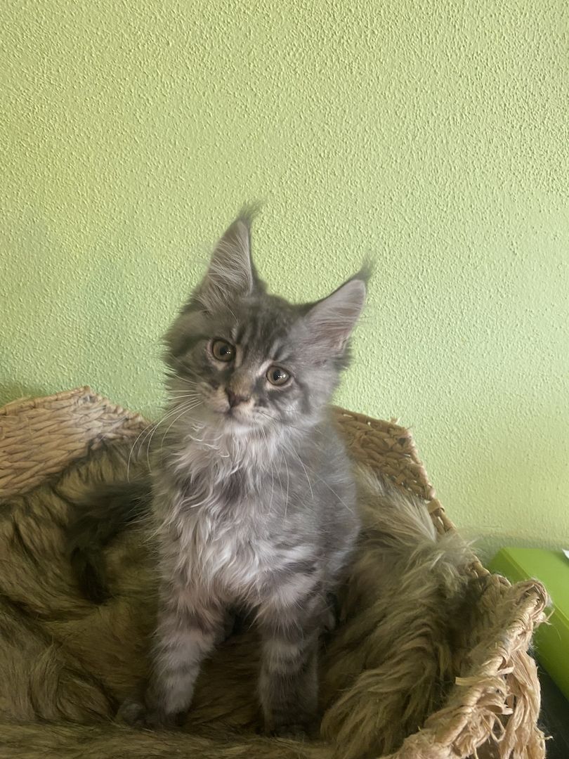 Maine Coon Kitten mit Stammbaum