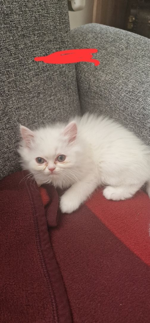 4 süsse Perserkatze suchen ein neues Zuhause