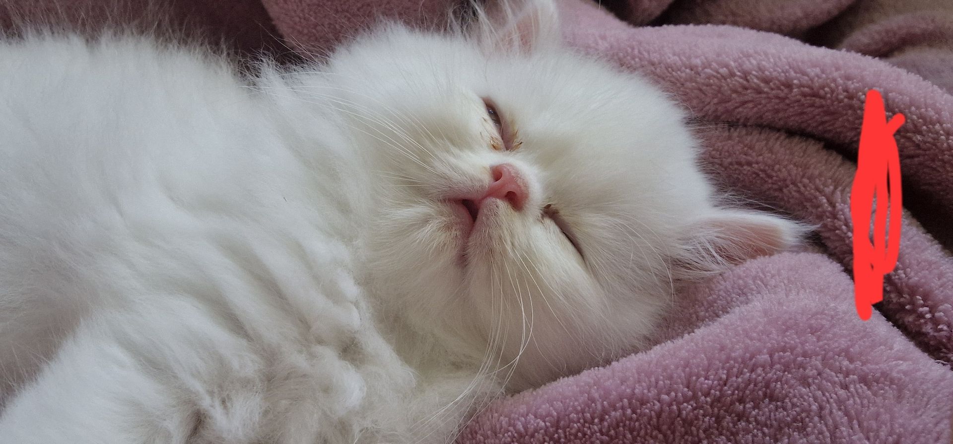 4 süsse Perserkatze suchen ein neues Zuhause