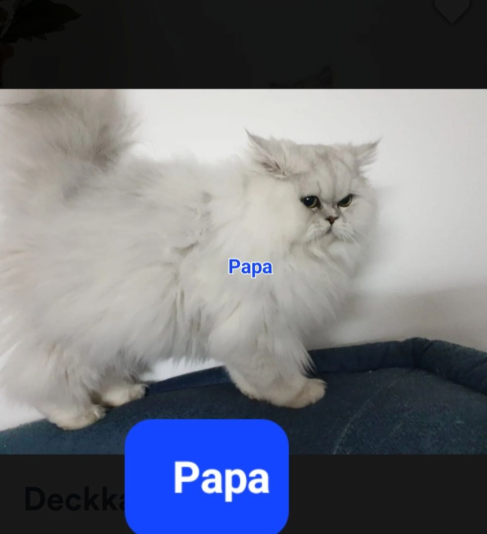 4 süsse Perserkatze suchen ein neues Zuhause