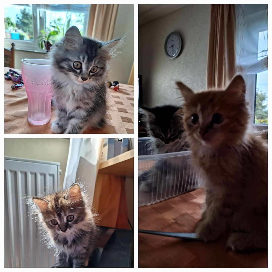 Maine-Coon-Mix Kitten