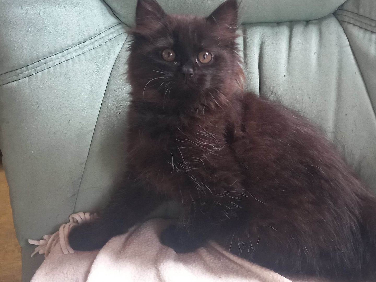 Sibirische-Waldkatze