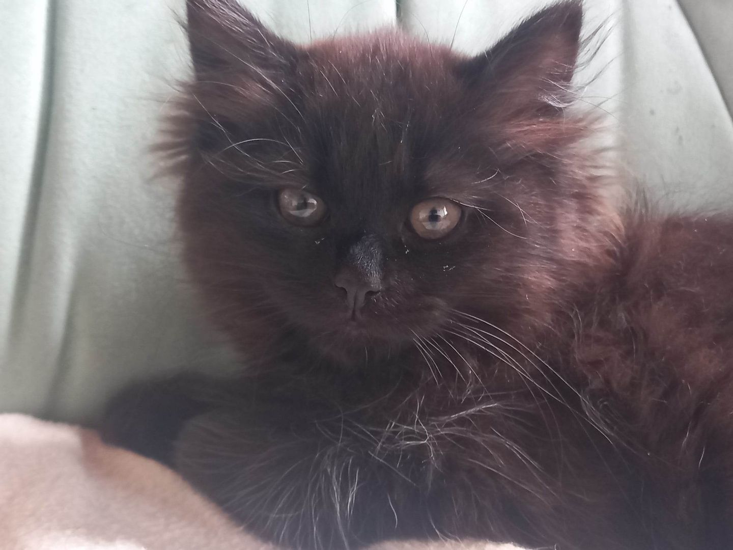 Sibirische-Waldkatze