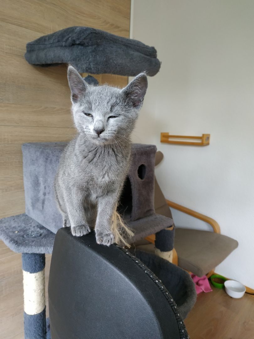 Reinrassige Russisch Blau Kitten