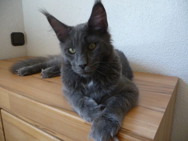 Sehr typvoller Jungkater