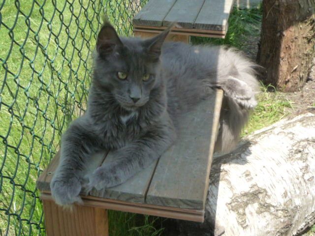 Sehr typvoller Jungkater