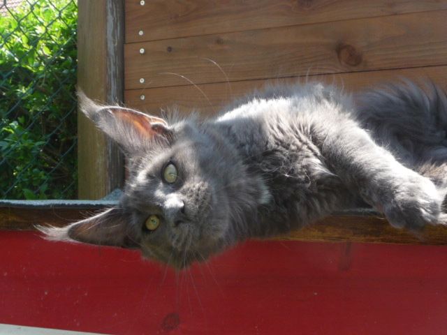 Sehr typvoller Jungkater