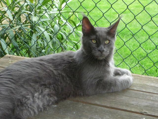 Sehr typvoller Jungkater